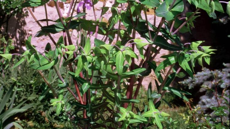 Lechetrezna, Dicotiledóneas perennes