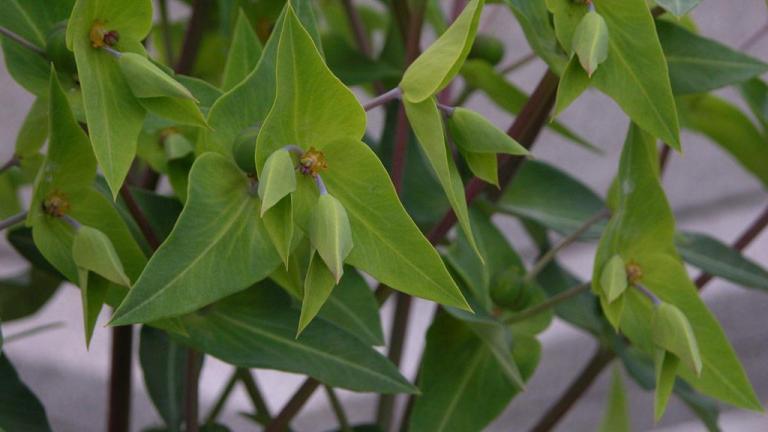 Lechetrezna, Dicotiledóneas perennes
