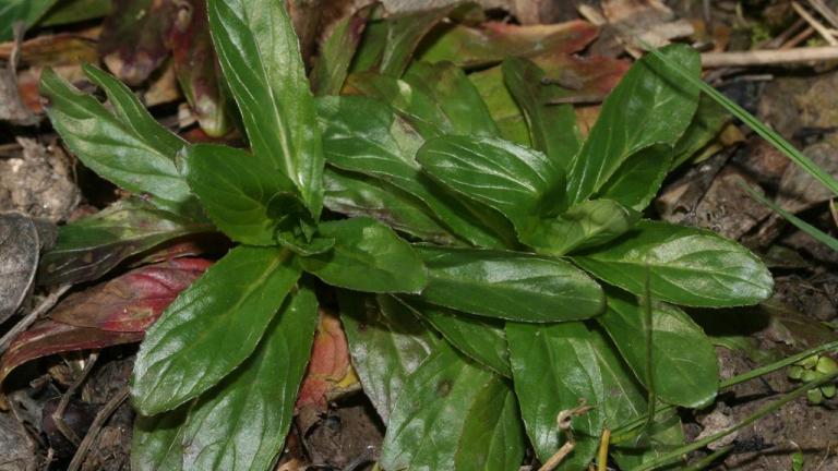 Adelfilla de tallos cuadrados, Dicotiledóneas perennes
