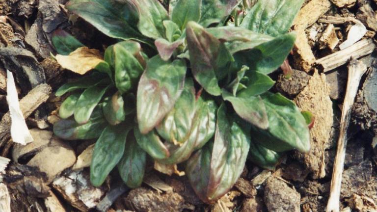 Hierba de San Antonio, Dicotiledóneas perennes