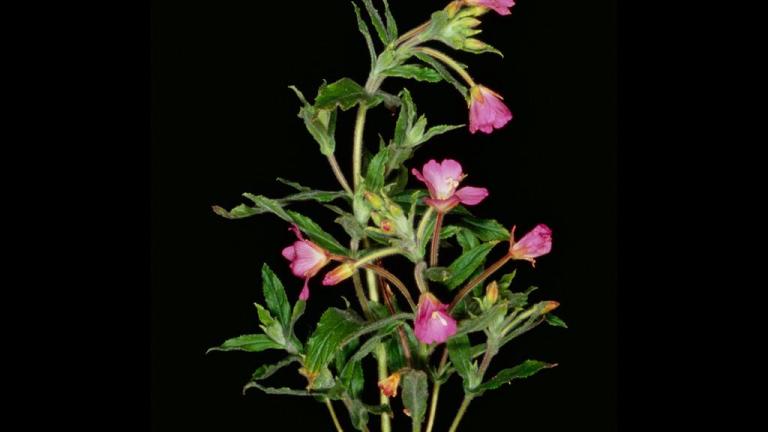 Hierba de San Antonio, Dicotiledóneas perennes