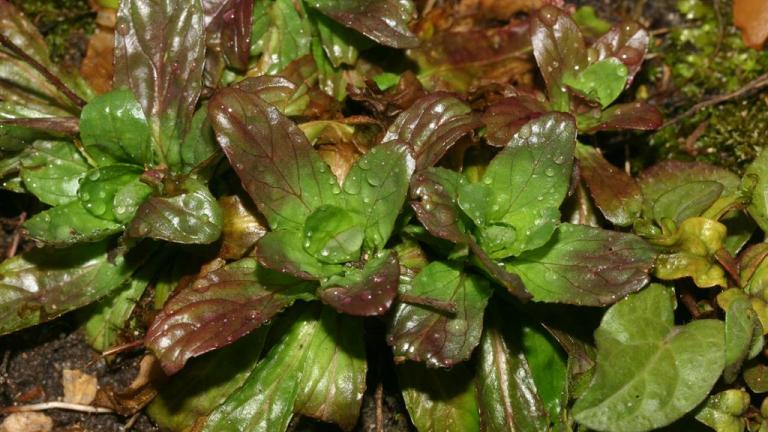 Hierba de San Antonio, Dicotiledóneas perennes