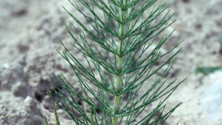 Cola de caballo, Dicotiledóneas perennes