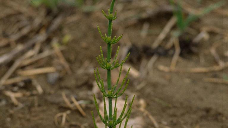Cola de caballo, Dicotiledóneas perennes