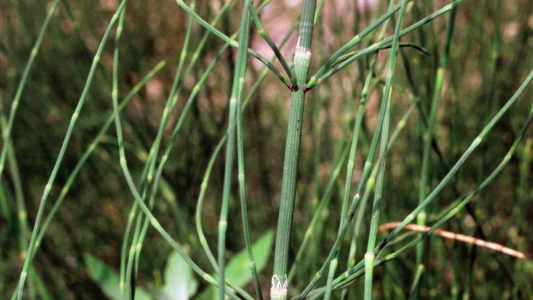 Cola de caballo, Dicotiledóneas perennes