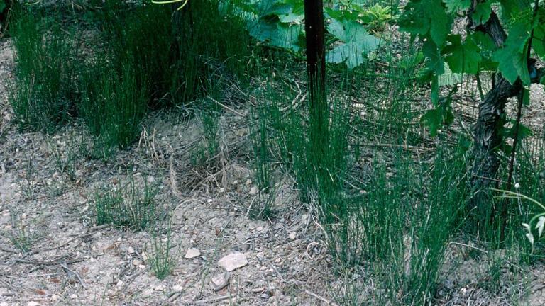Cola de caballo, Dicotiledóneas perennes