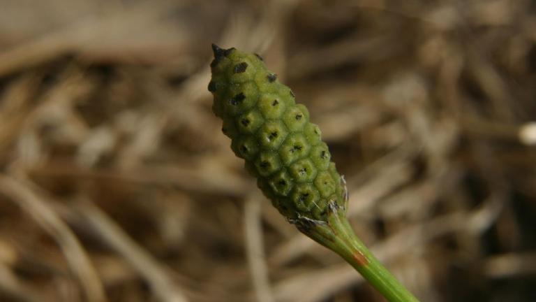 Cola de caballo, Dicotiledóneas perennes