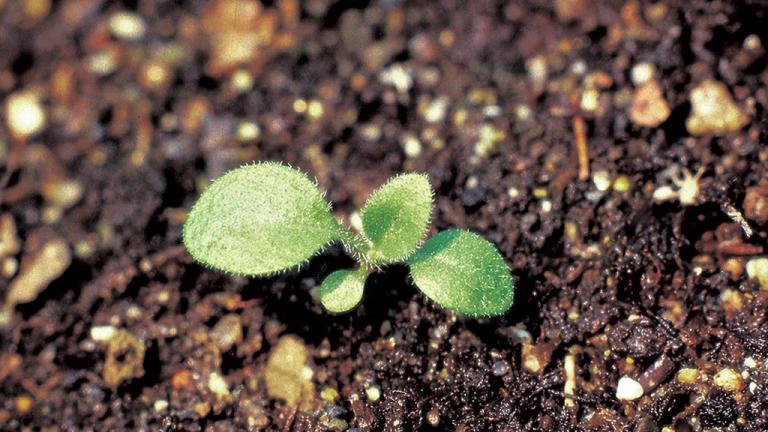 Erigeron, Dicotiledóneas anuales