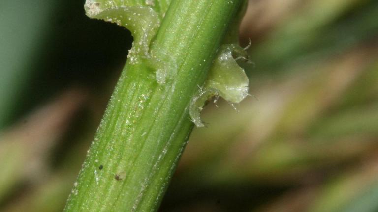 Festuca, Gramíneas anuales y perennes