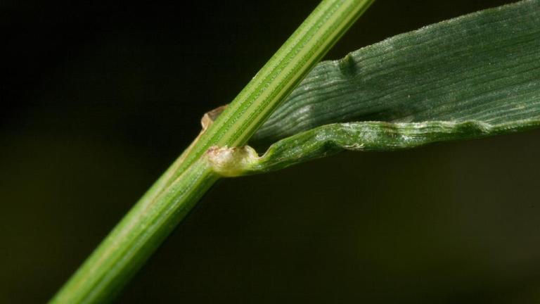 Festuca, Gramíneas anuales y perennes