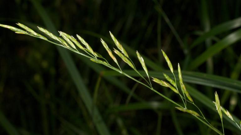 Festuca, Gramíneas anuales y perennes