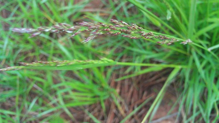Festuca, Gramíneas anuales y perennes