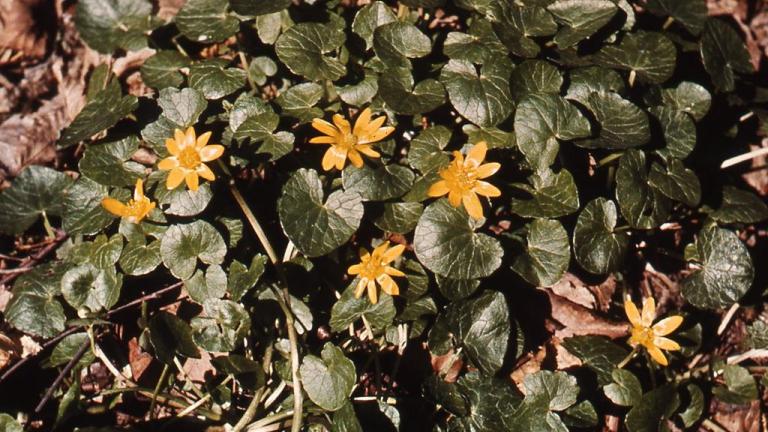 Celidonia menor, Dicotiledóneas perennes