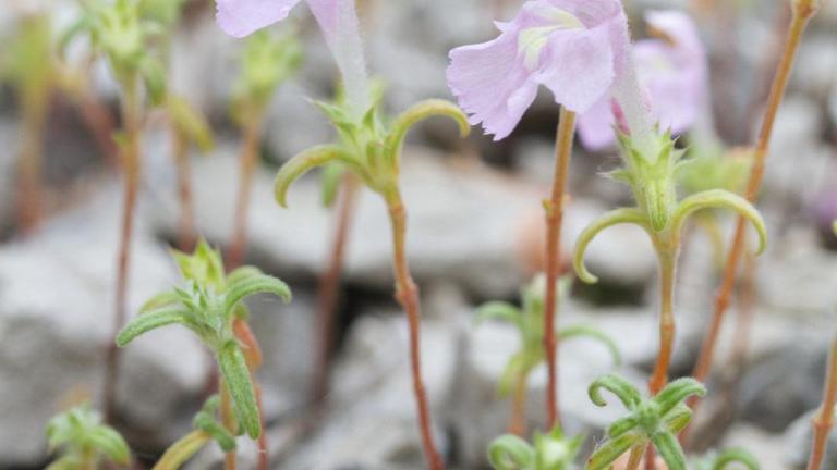 Galeopsis, Dicotiledóneas anuales