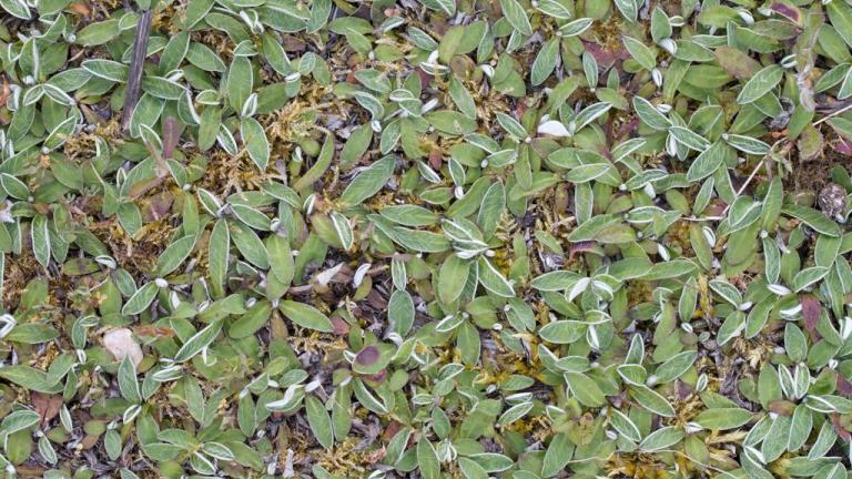 Vellosilla, Dicotiledóneas perennes