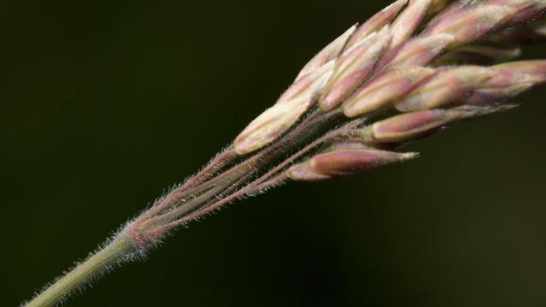 Heno blanco, Gramíneas anuales y perennes