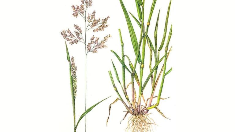 Heno blanco, Gramíneas anuales y perennes