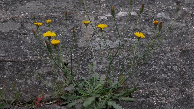 Diente de Leon, Dicotiledóneas perennes