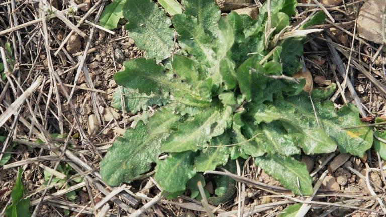 Diente de Leon, Dicotiledóneas perennes