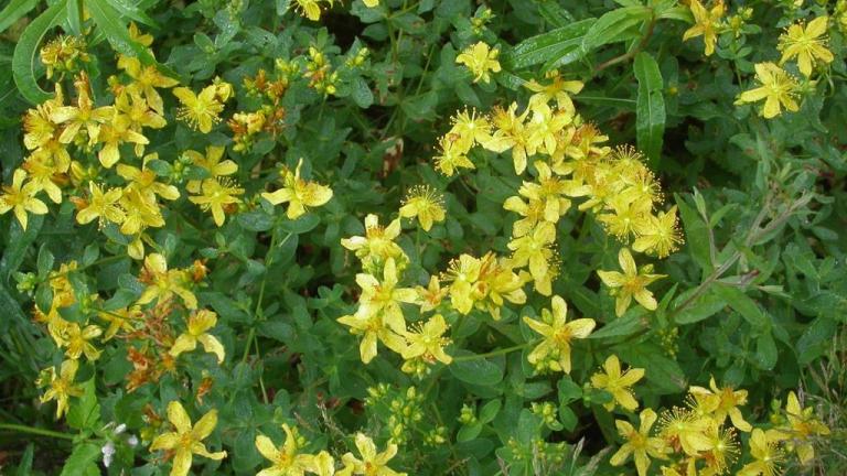 Cientoenrama, Dicotiledóneas perennes