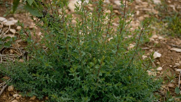 Cientoenrama, Dicotiledóneas perennes