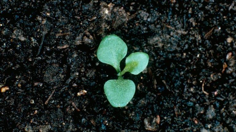 Cientoenrama, Dicotiledóneas perennes