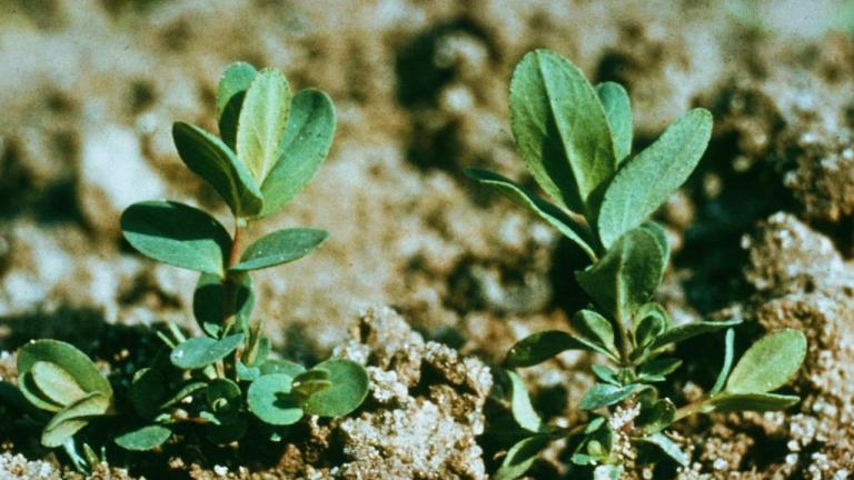 Cientoenrama, Dicotiledóneas perennes