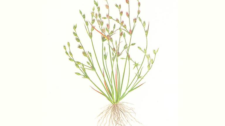 Junco, Gramíneas anuales y perennes