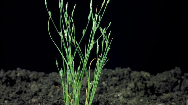Junco, Gramíneas anuales y perennes