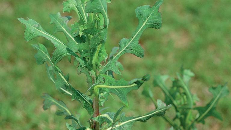 Lechuga borde, Dicotiledóneas anuales