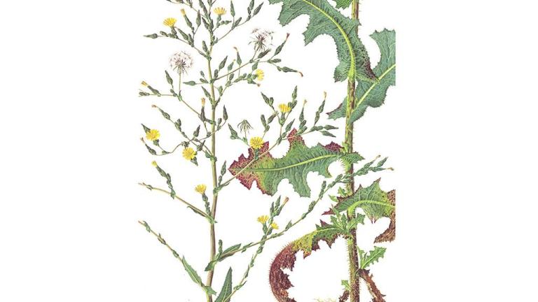 Lechuga borde, Dicotiledóneas anuales