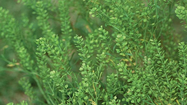 Draba, Dicotiledóneas anuales