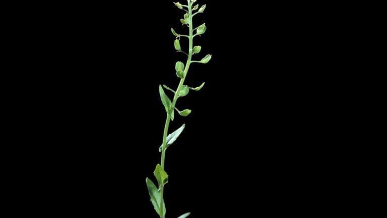 Draba, Dicotiledóneas anuales