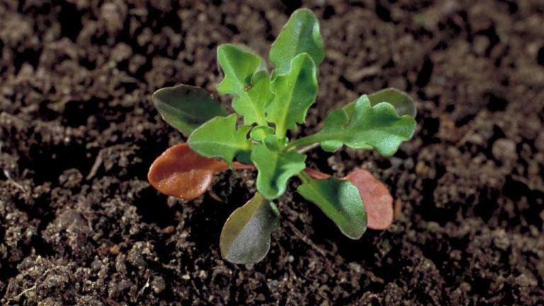 Draba, Dicotiledóneas anuales
