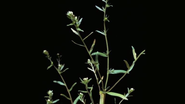 Mijo de sol, Dicotiledóneas anuales