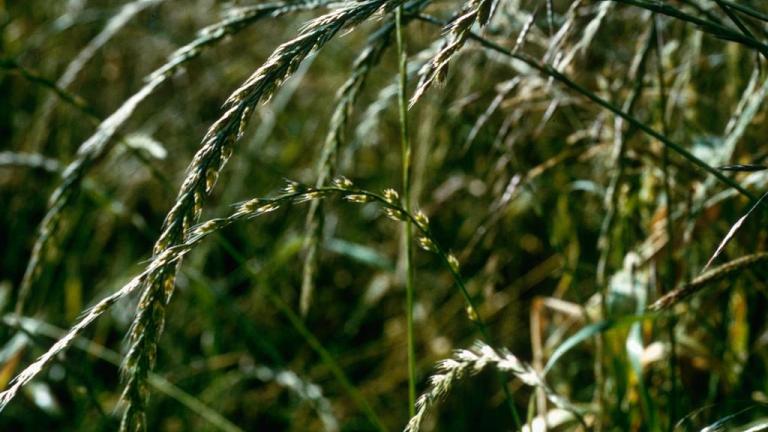 Lolium, Gramíneas anuales y perennes