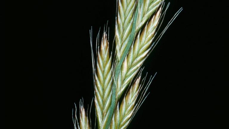 Lolium, Gramíneas anuales y perennes