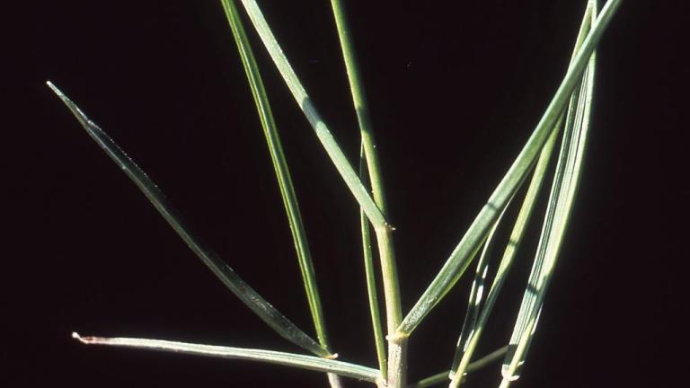 Lolium, Gramíneas anuales y perennes