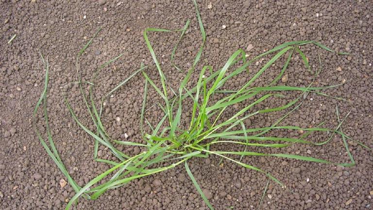 Lolium, Gramíneas anuales y perennes