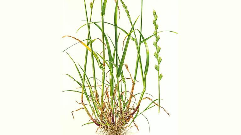 Lolium, Gramíneas anuales y perennes