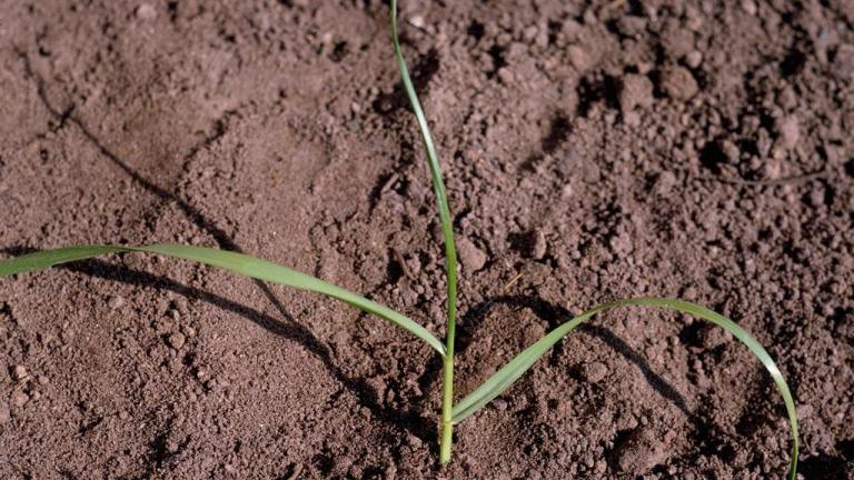 Lolium, Gramíneas anuales y perennes