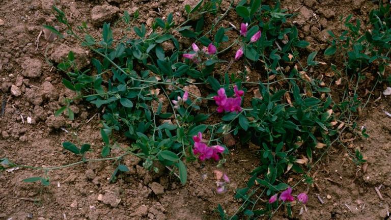 Afaca, Dicotiledóneas perennes