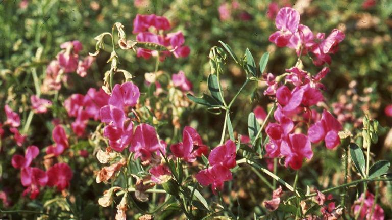 Afaca, Dicotiledóneas perennes
