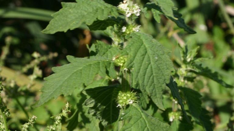 hierba de lobo, Dicotiledóneas perennes