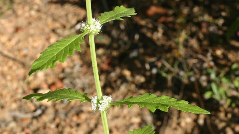 hierba de lobo, Dicotiledóneas perennes