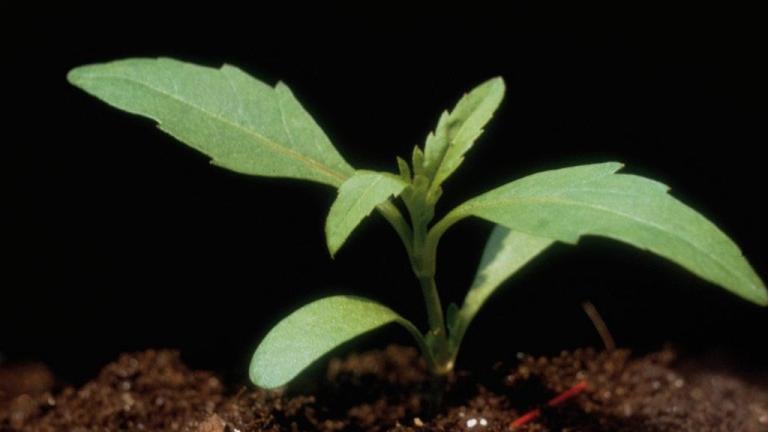 hierba de lobo, Dicotiledóneas perennes