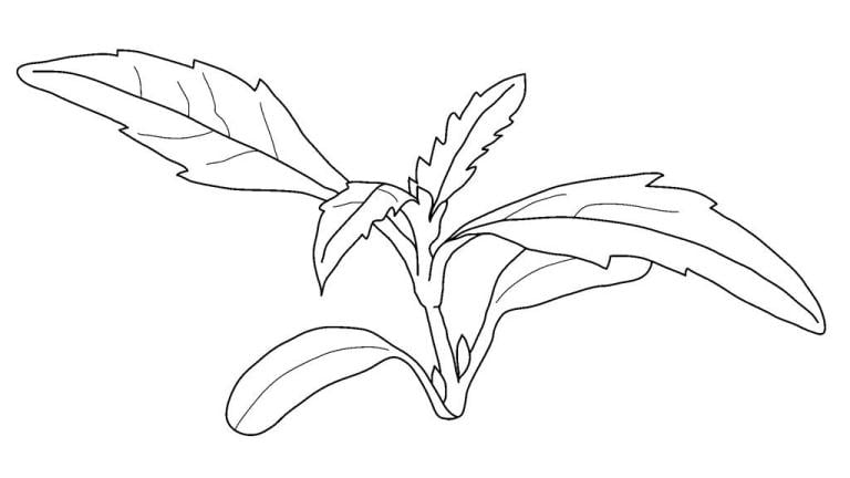 hierba de lobo, Dicotiledóneas perennes