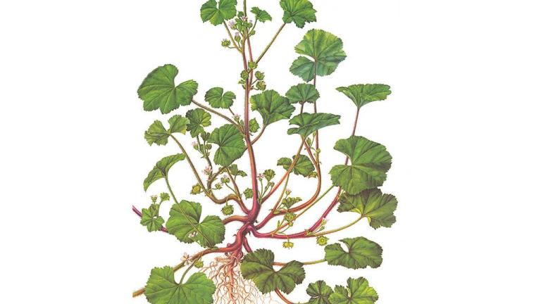 Malva enana, Dicotiledóneas perennes
