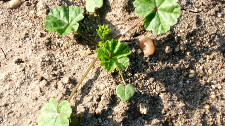 Malva enana, Dicotiledóneas perennes