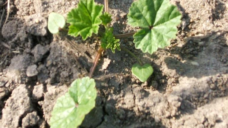 Malva enana, Dicotiledóneas perennes